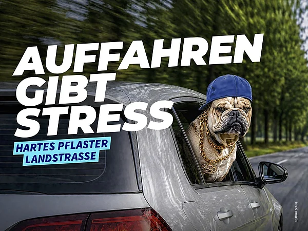 Hund schaut aus Autofenster