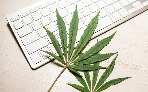 Zwei Cannabisblätter auf einer Laptoptastatur.